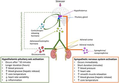 The impact of stress and anesthesia on animal models of infectious disease